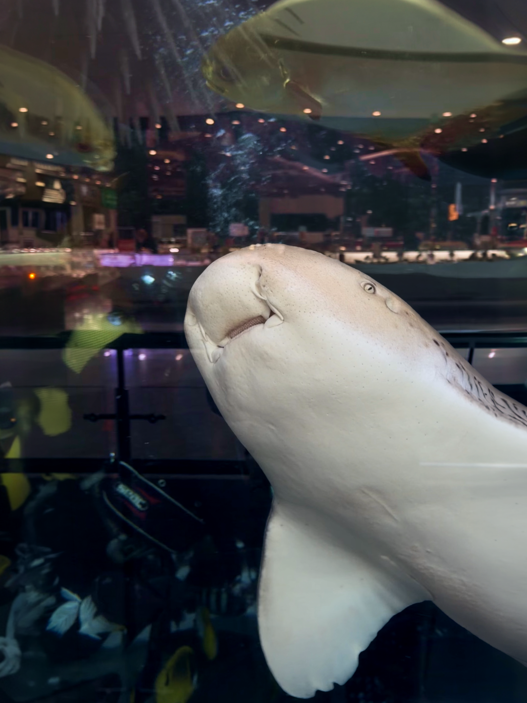 Сніданок в акваріумі Ocean Plaza